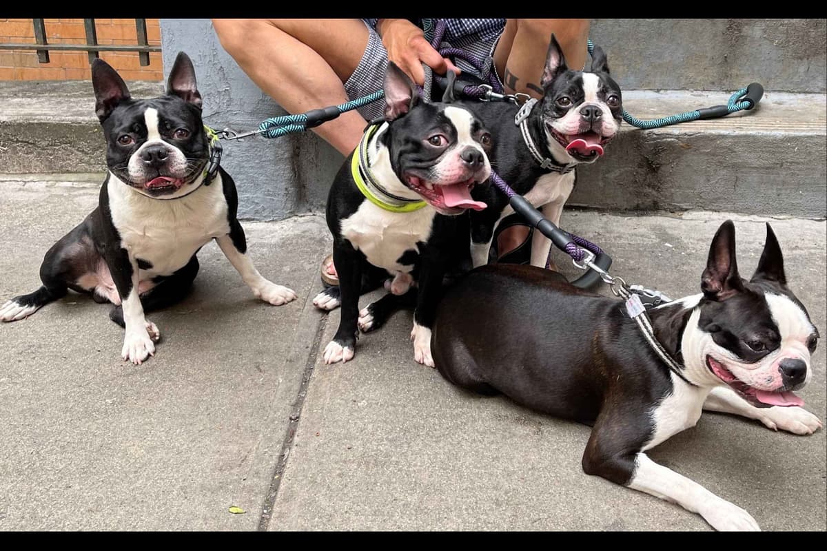 Only 1 remaining breeder image 2