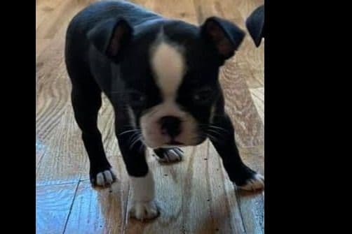 Only 1 remaining breeder image 3