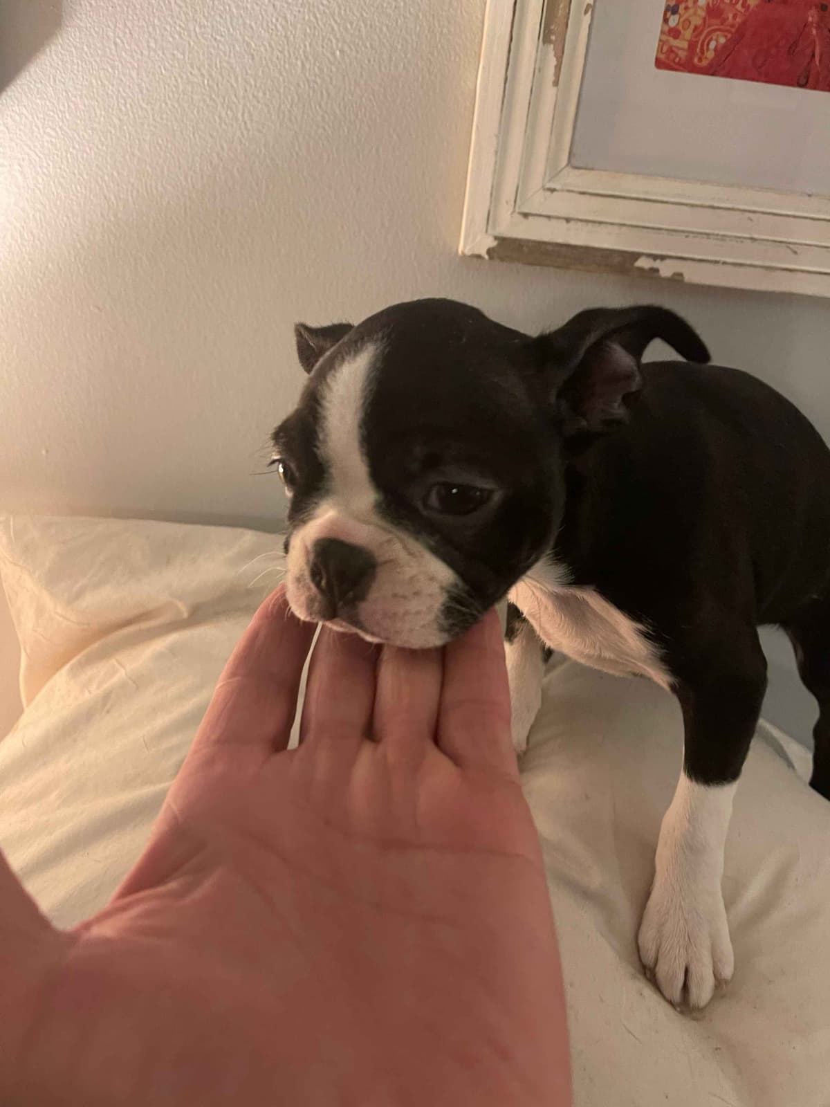 Only 1 remaining breeder image 4