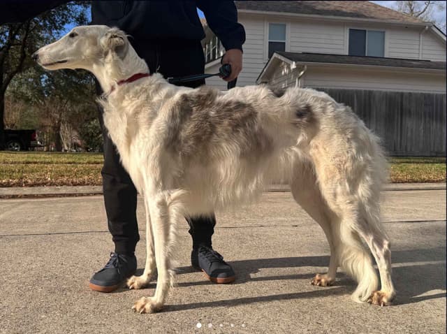 Borzoi Puppies media 2
