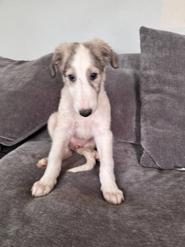 Borzoi Puppies media 3
