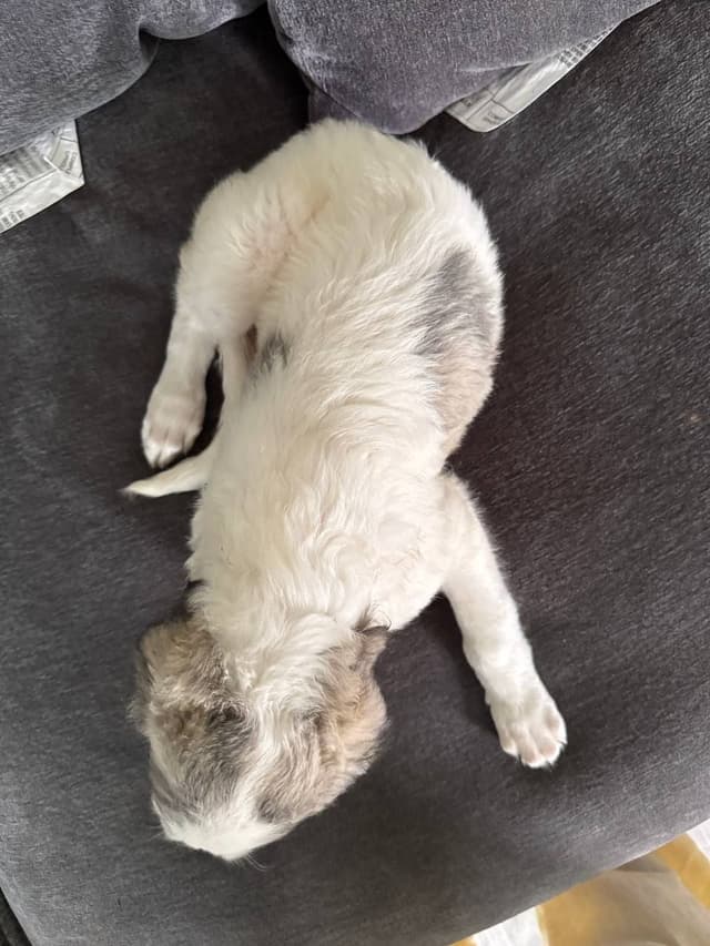 Borzoi Puppies media 4