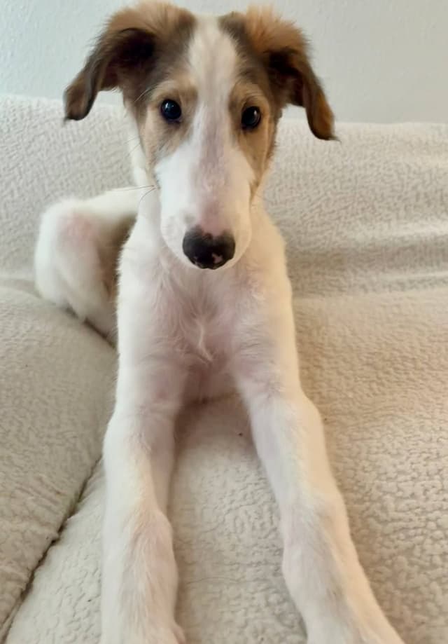 Borzoi Puppies media 5