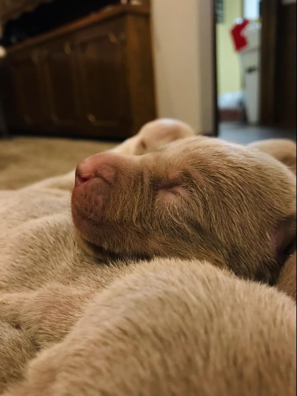 Weimaraner Puppies breeder image 4