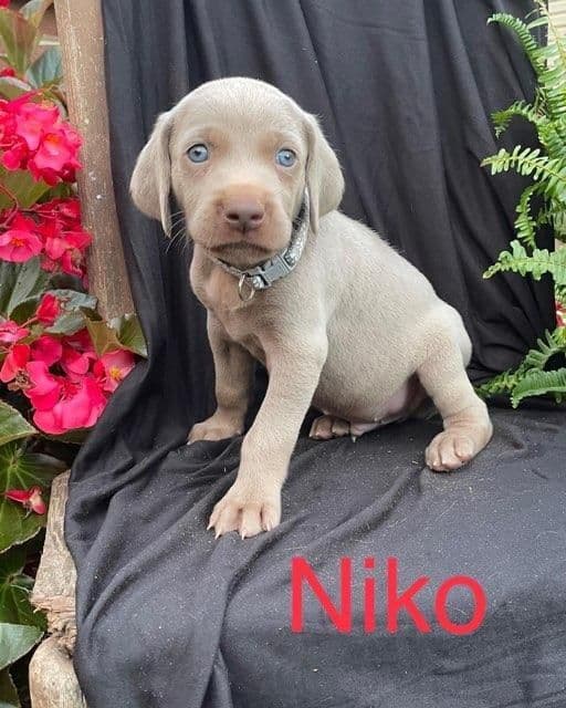 Weimaraner Puppies breeder image 3