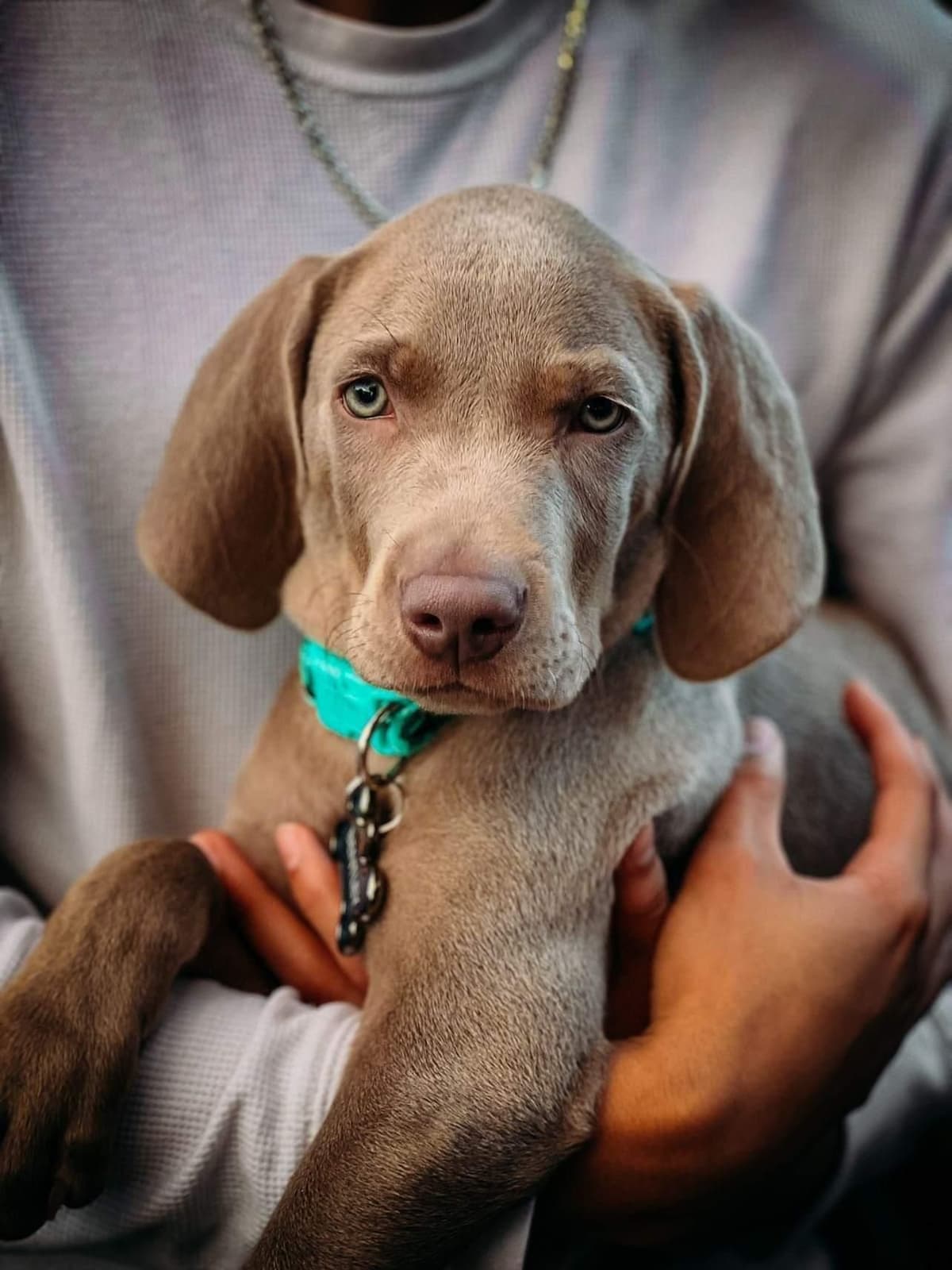 Weimaraner Puppies breeder image 1