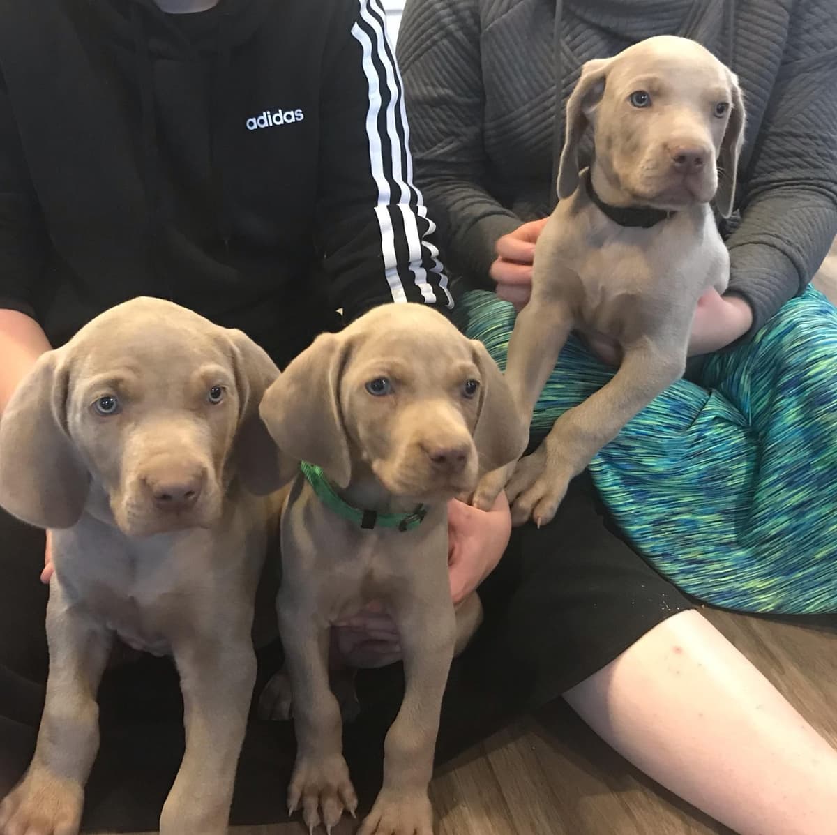 Weimaraner Puppies breeder image 6