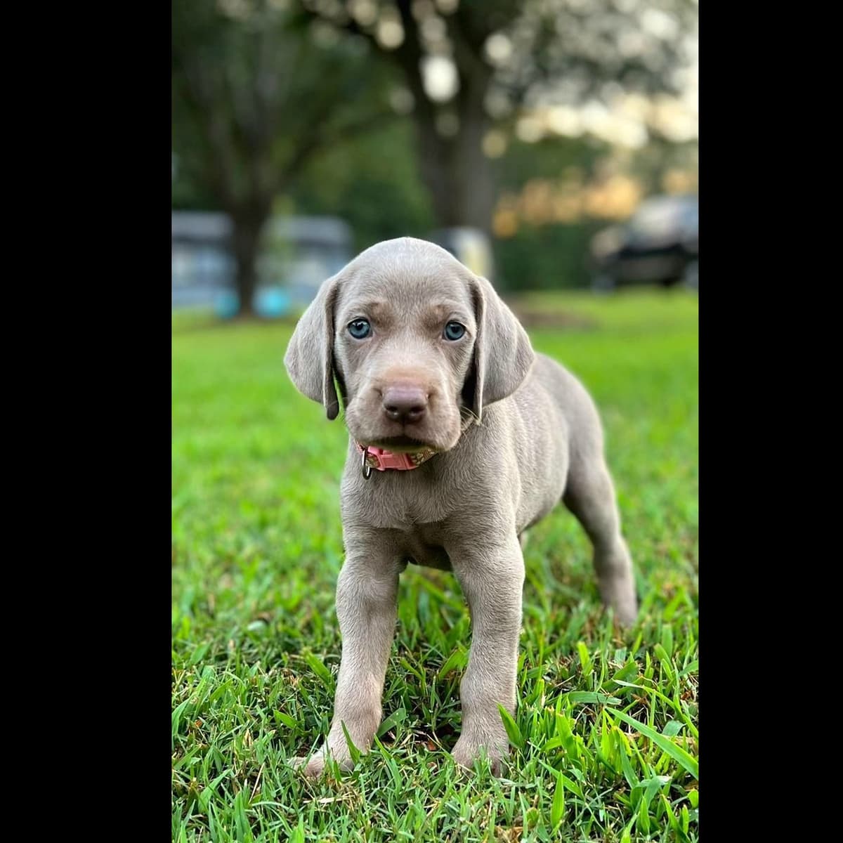 Weimaraner Puppies breeder image 5