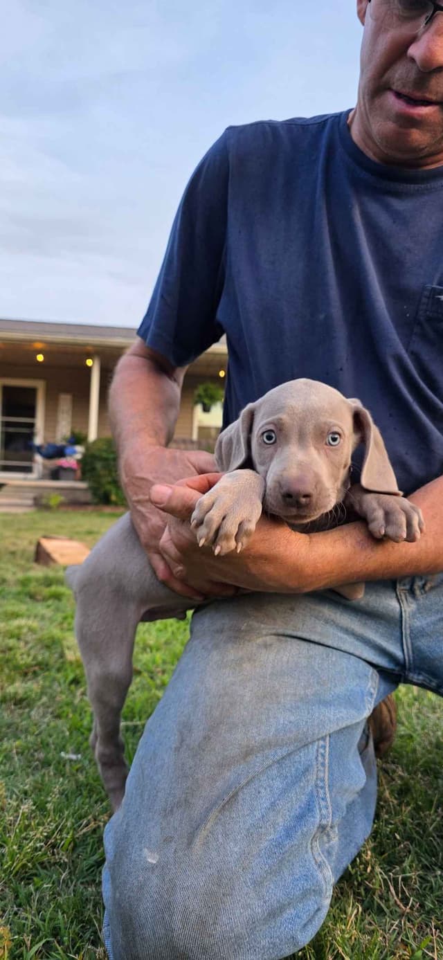 Weimaraner Puppies media 2