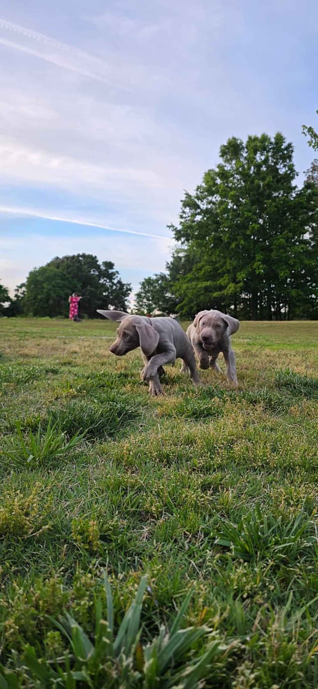 Weimaraner Puppies media 3