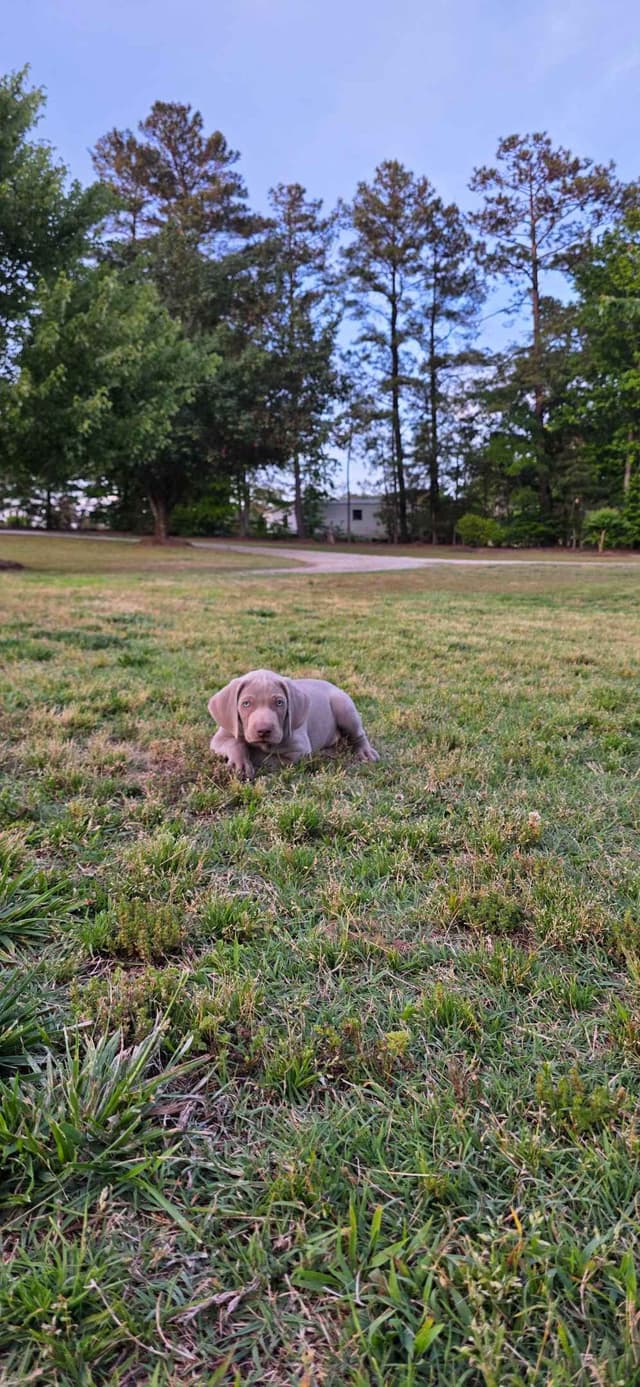 Weimaraner Puppies media 4