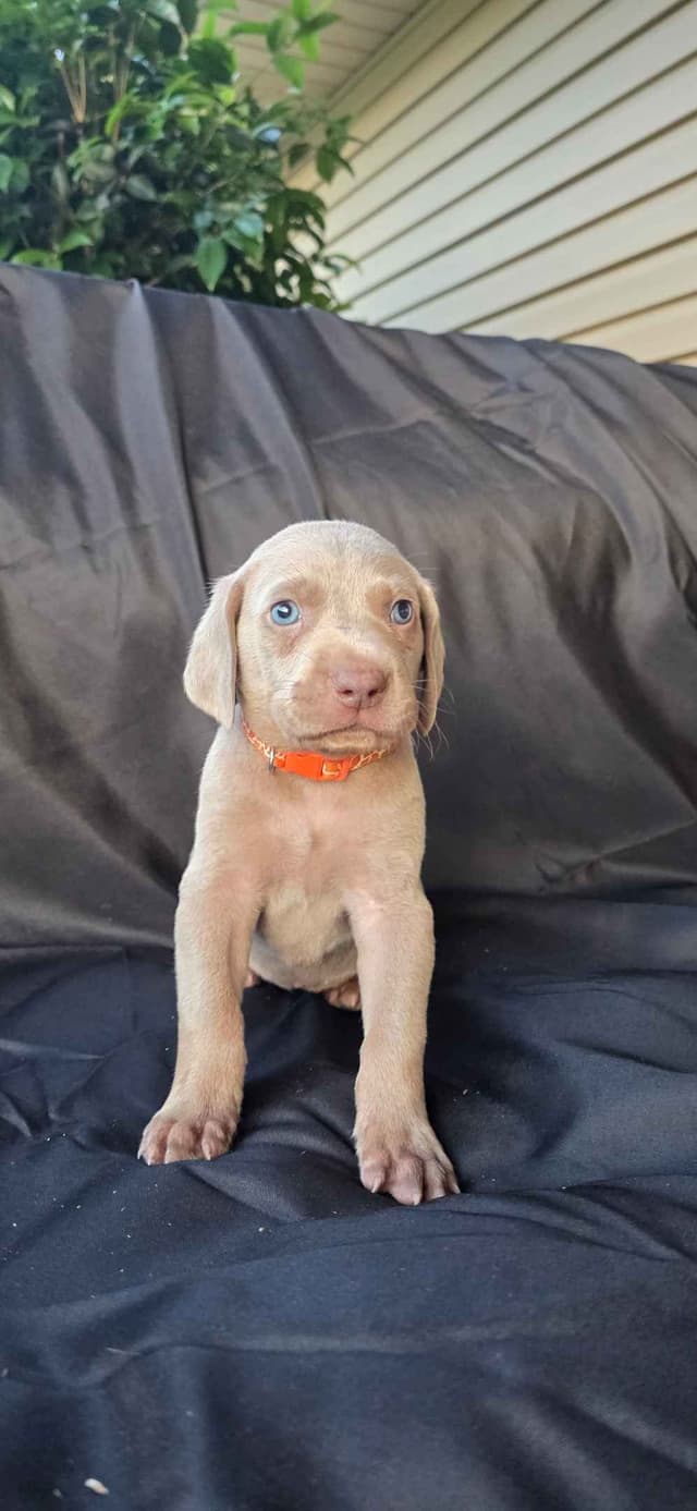 Weimaraner Puppies media 5