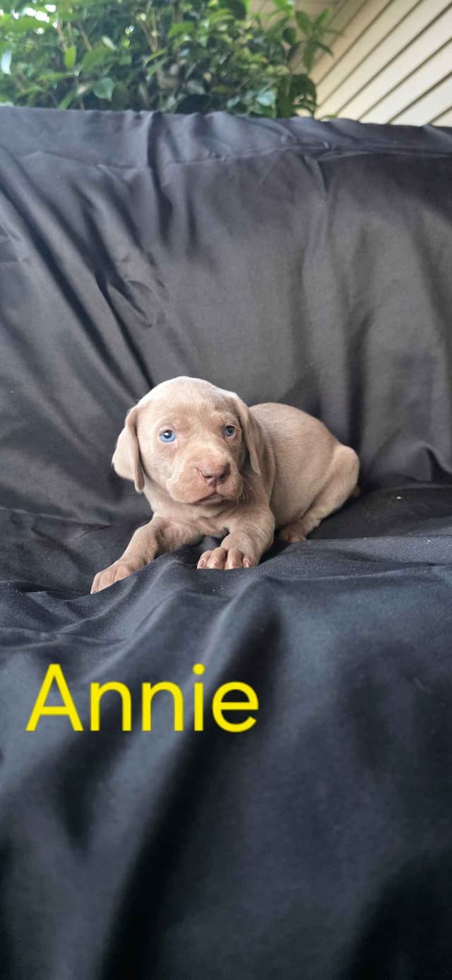 Weimaraner Puppies media 6