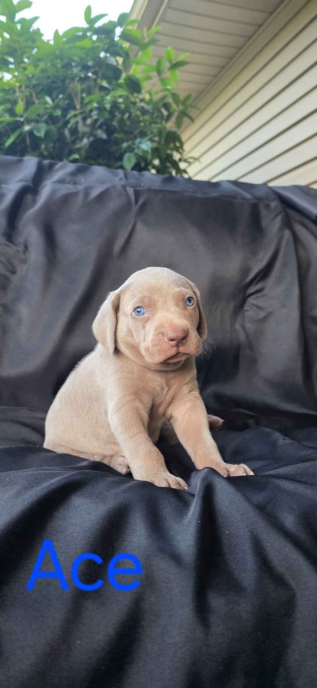 Weimaraner Puppies media 8
