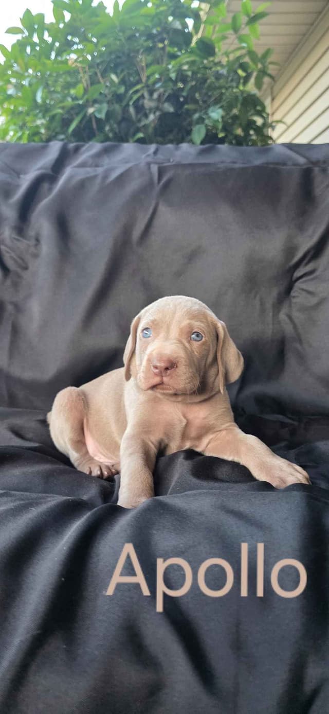 Weimaraner Puppies media 10