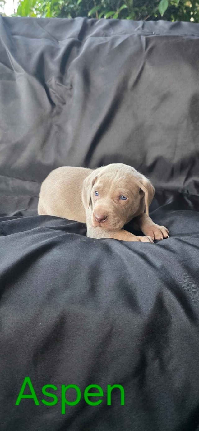 Weimaraner Puppies media 9