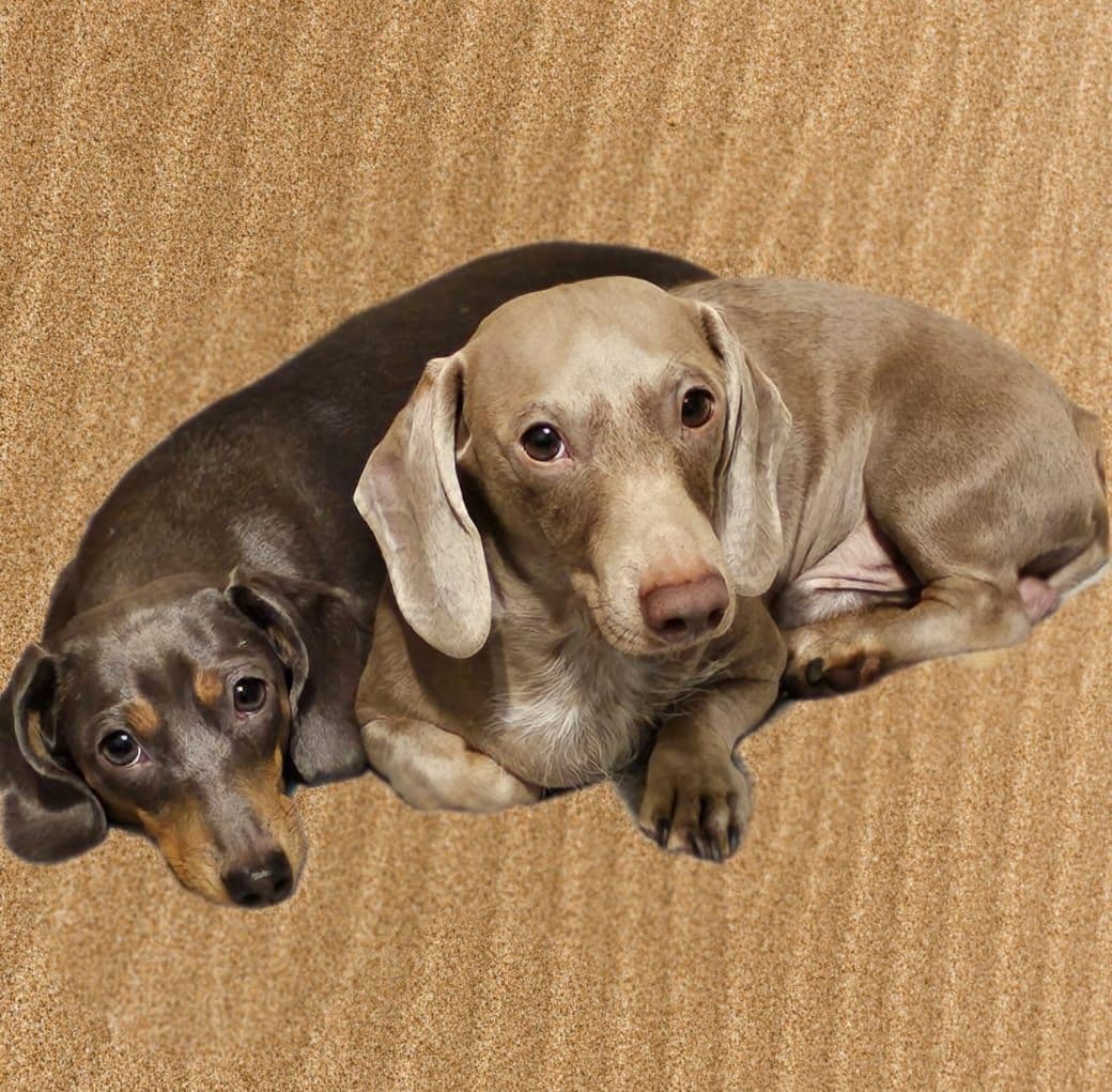 Dachshund Puppies breeder image 1