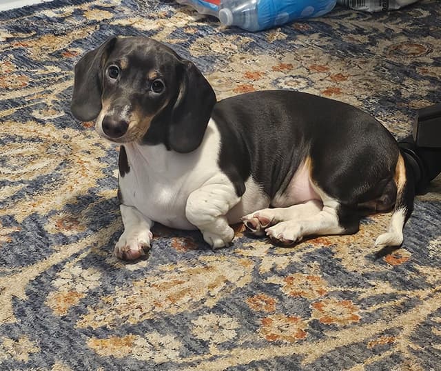 Dachshund Puppies media 5