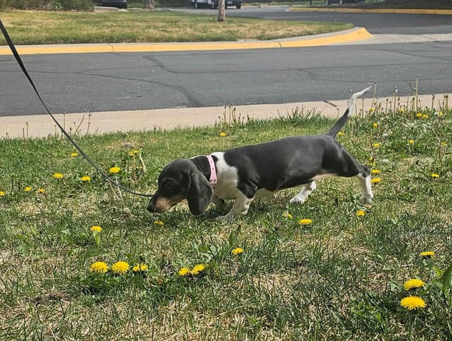Dachshund Puppies media 6