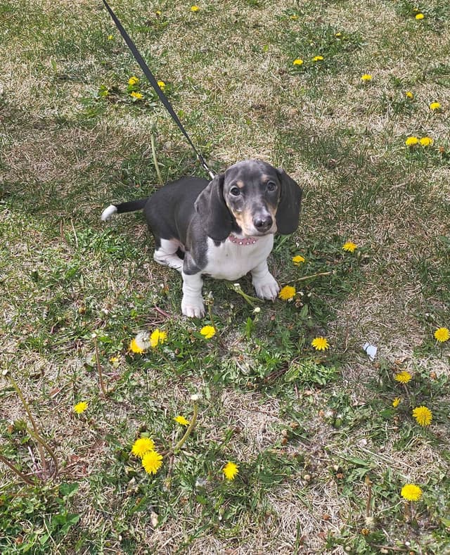 Dachshund Puppies media 7