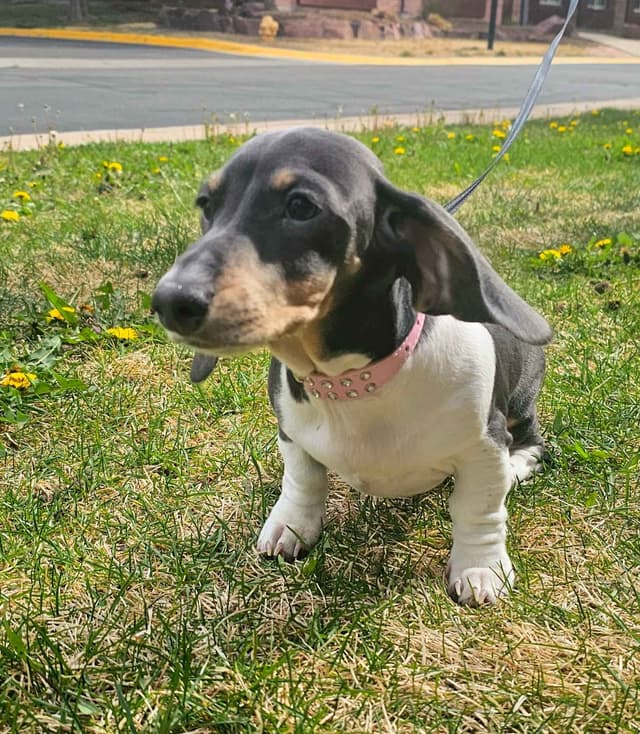 Dachshund Puppies media 9