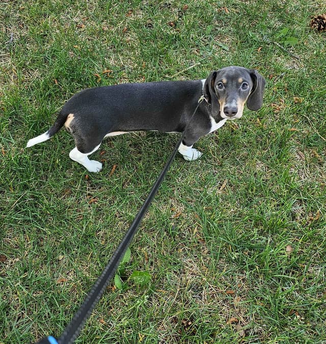 Dachshund Puppies media 10