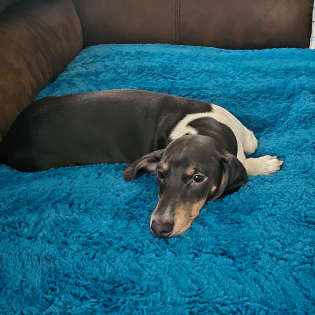 Dachshund Puppies media 11