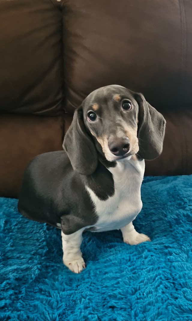 Dachshund Puppies media 12