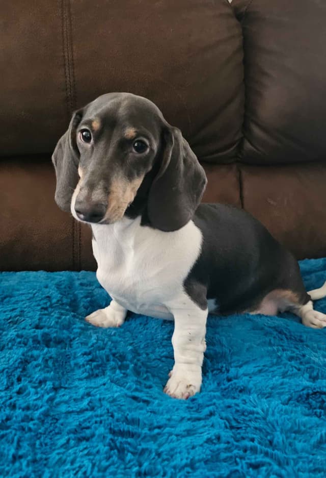Dachshund Puppies media 13
