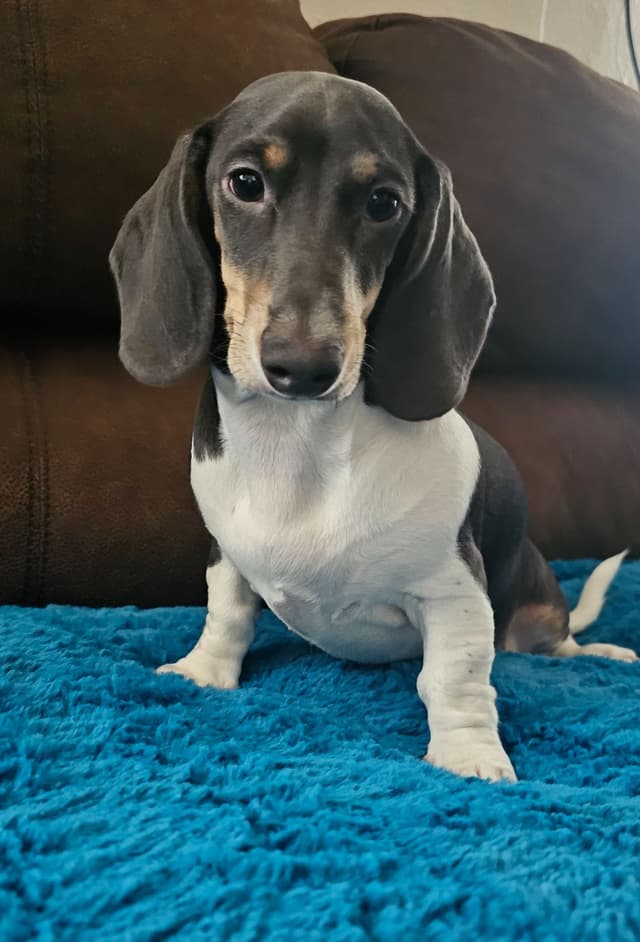 Dachshund Puppies media 14