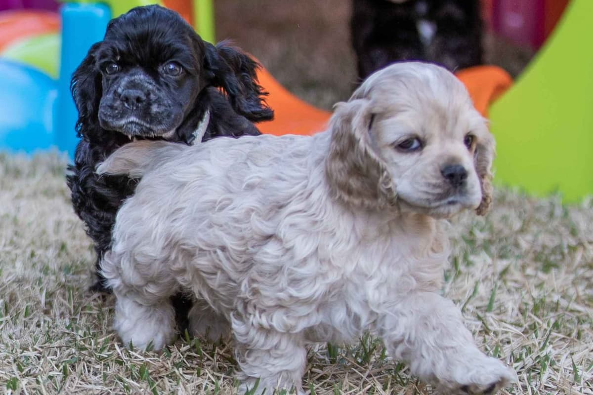 Cocker Spaniel Puppies breeder image 2