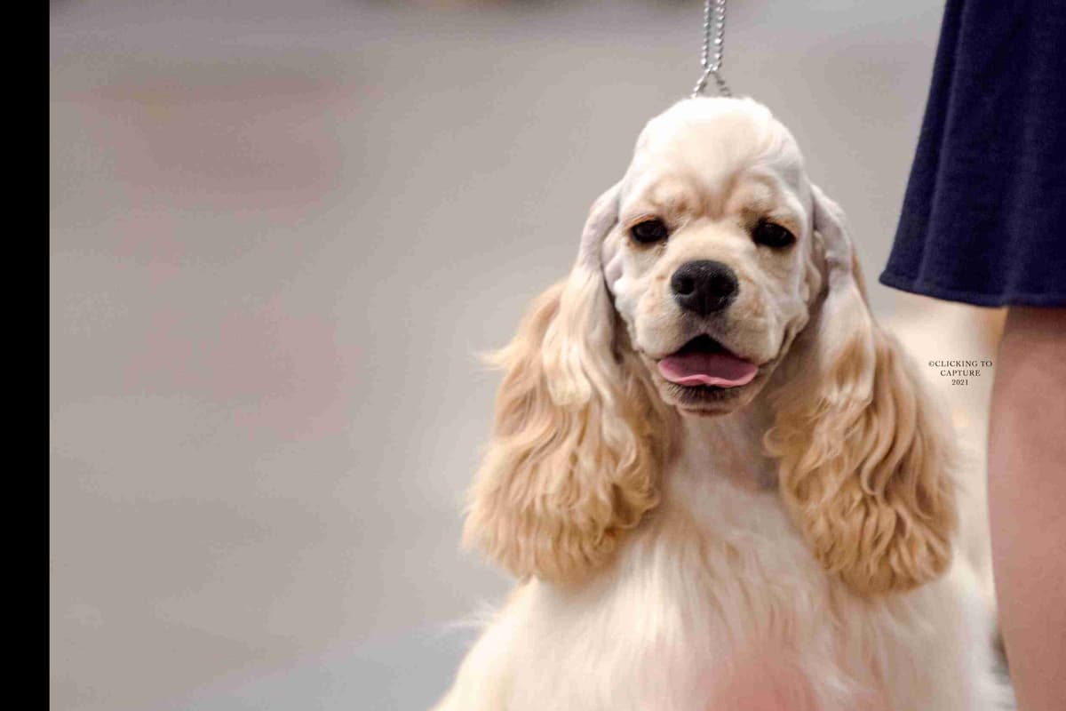 Cocker Spaniel Puppies breeder image 4