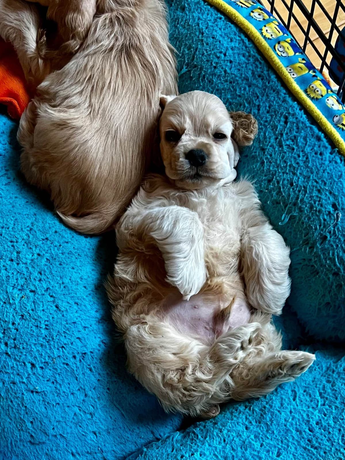 Cocker Spaniel Puppies breeder image 8