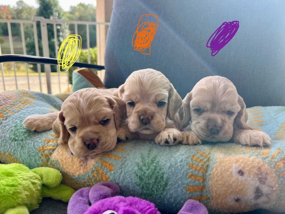 Cocker Spaniel Puppies breeder image 9