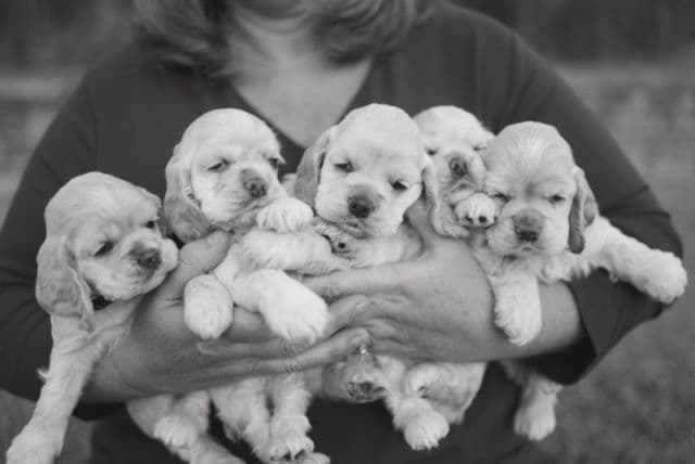 Cocker Spaniel Puppies breeder image 13