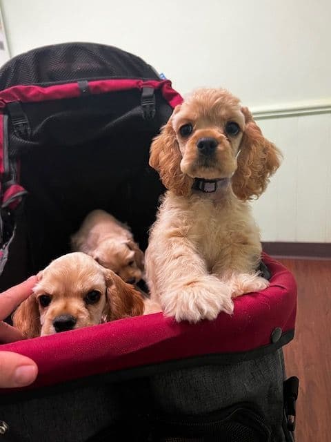 Cocker Spaniel Puppies breeder image 15