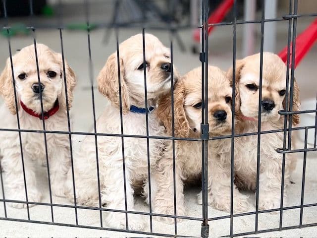 Cocker Spaniel Puppies breeder image 14