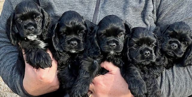 Cocker Spaniel Puppies breeder image 16