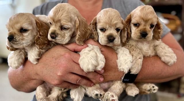 Cocker Spaniel Puppies breeder image 19