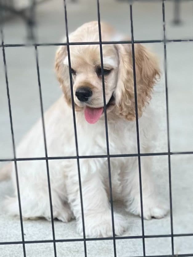 Cocker Spaniel Puppies breeder image 18