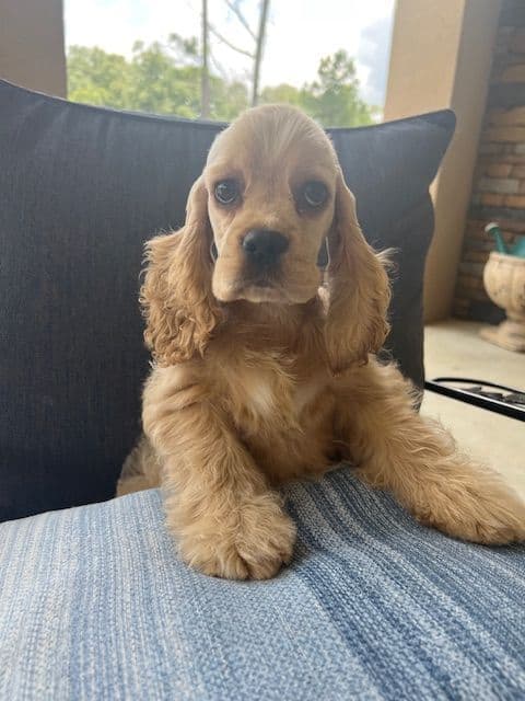 Cocker Spaniel Puppies breeder image 17