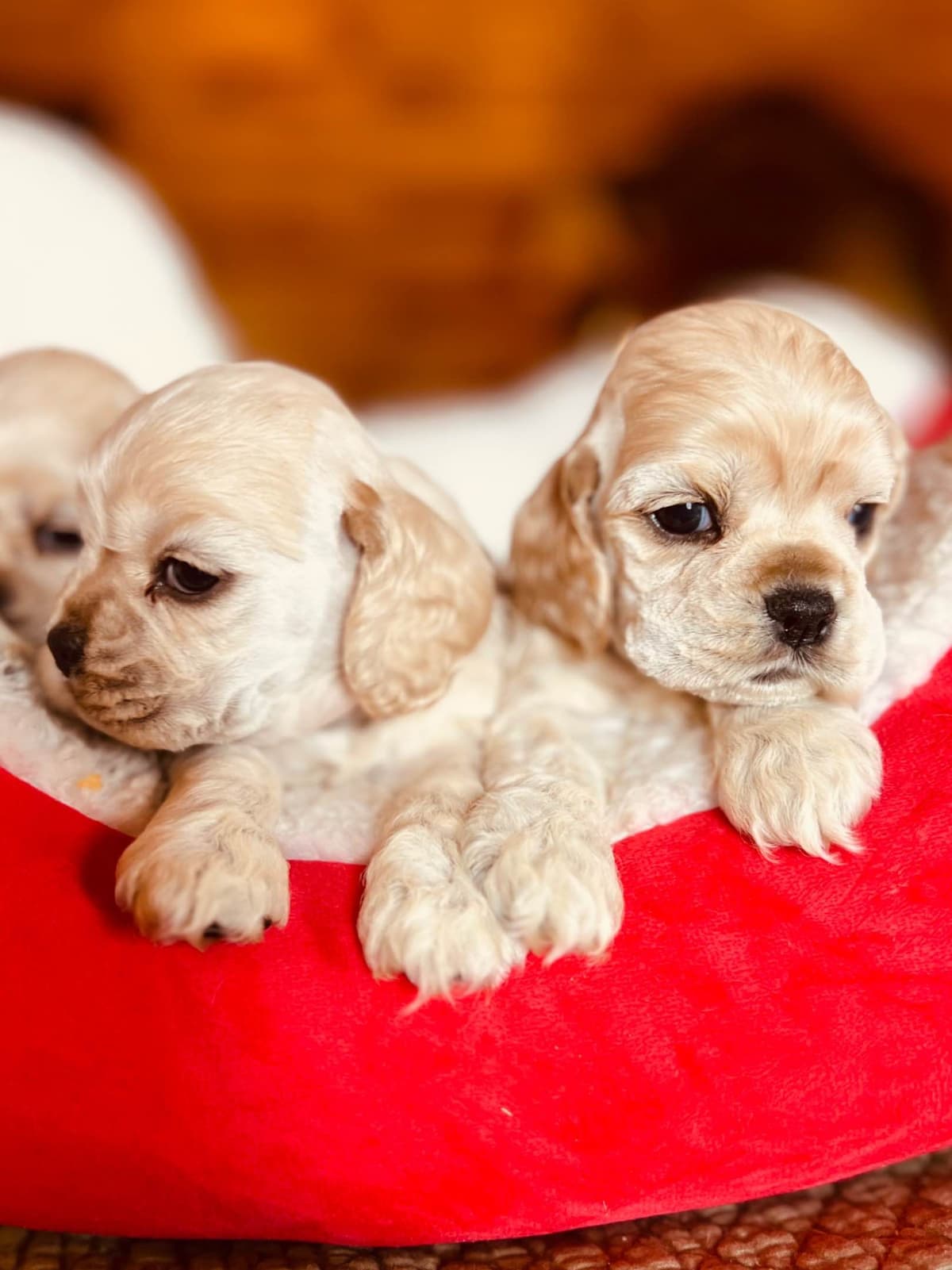 Cocker Spaniel Puppies breeder image 21