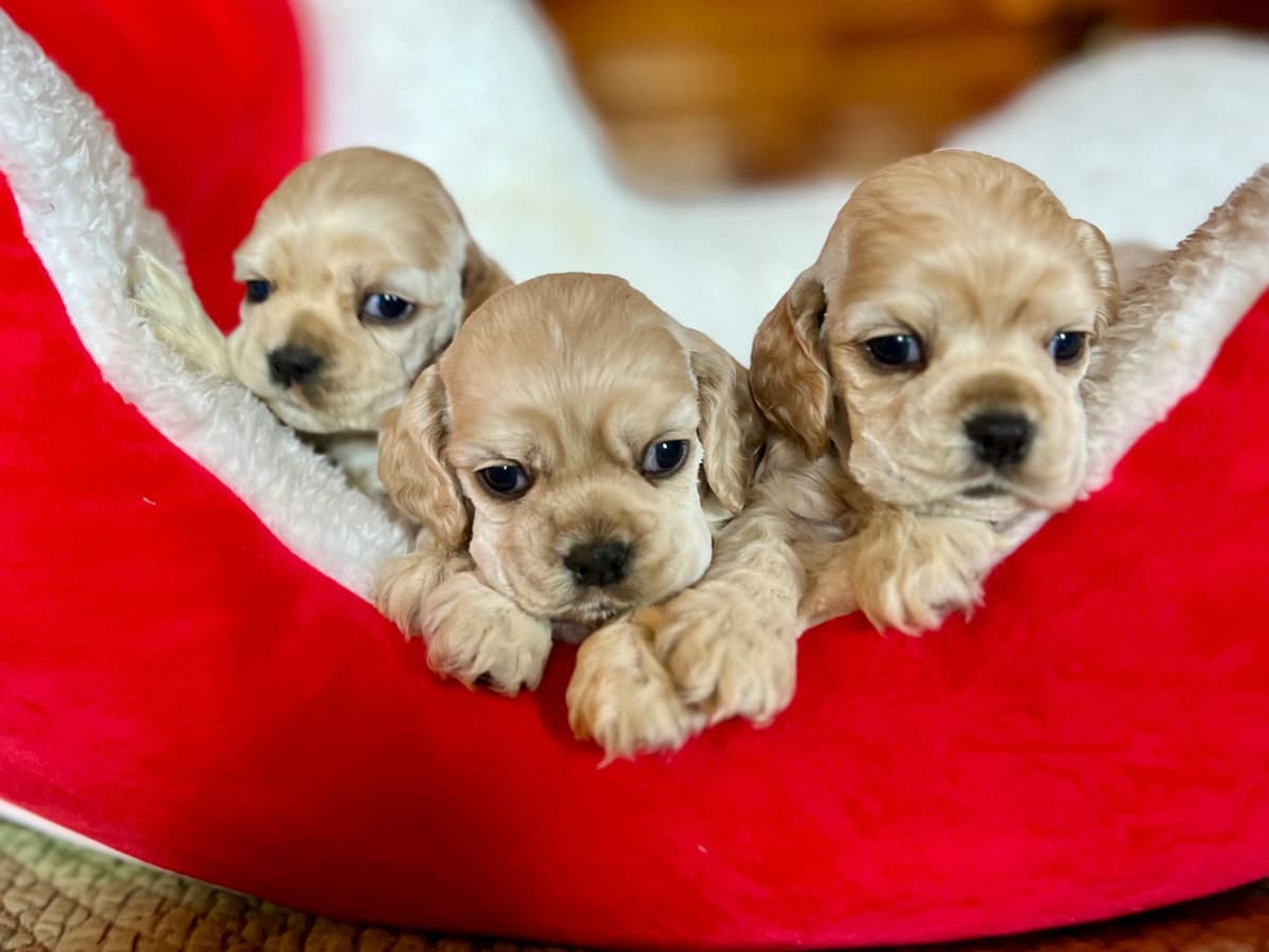 Cocker Spaniel Puppies breeder image 1