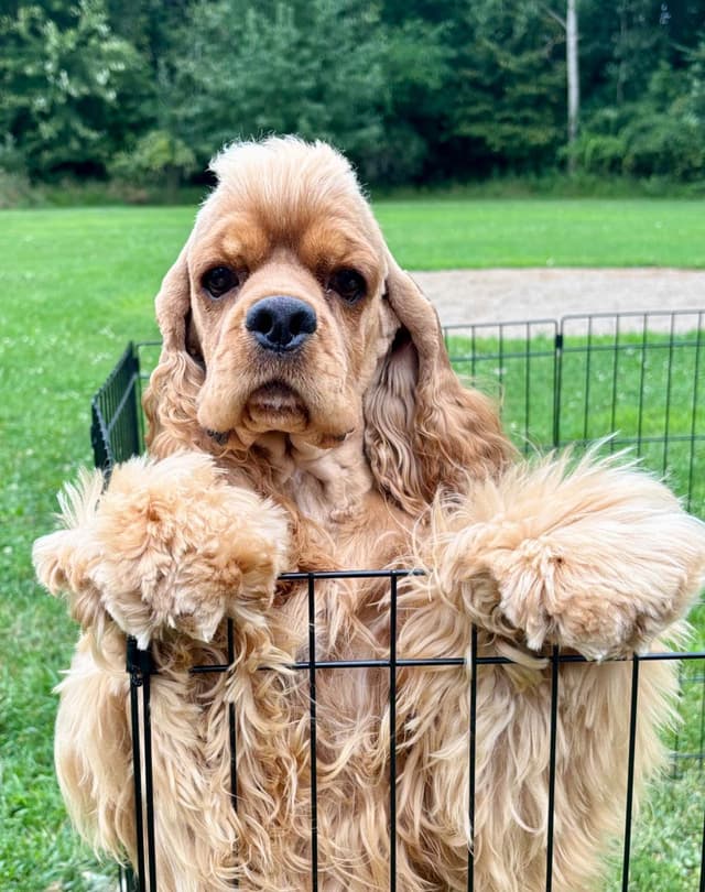 Cocker Spaniel Puppies media 7