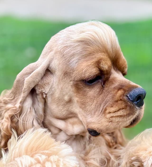 Cocker Spaniel Puppies media 6