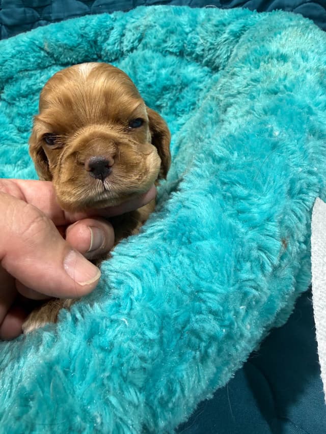 Cocker Spaniel Puppies media 3
