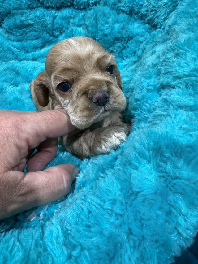 Cocker Spaniel Puppies media 2
