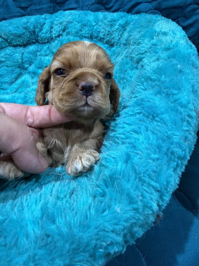 Cocker Spaniel Puppies media 9