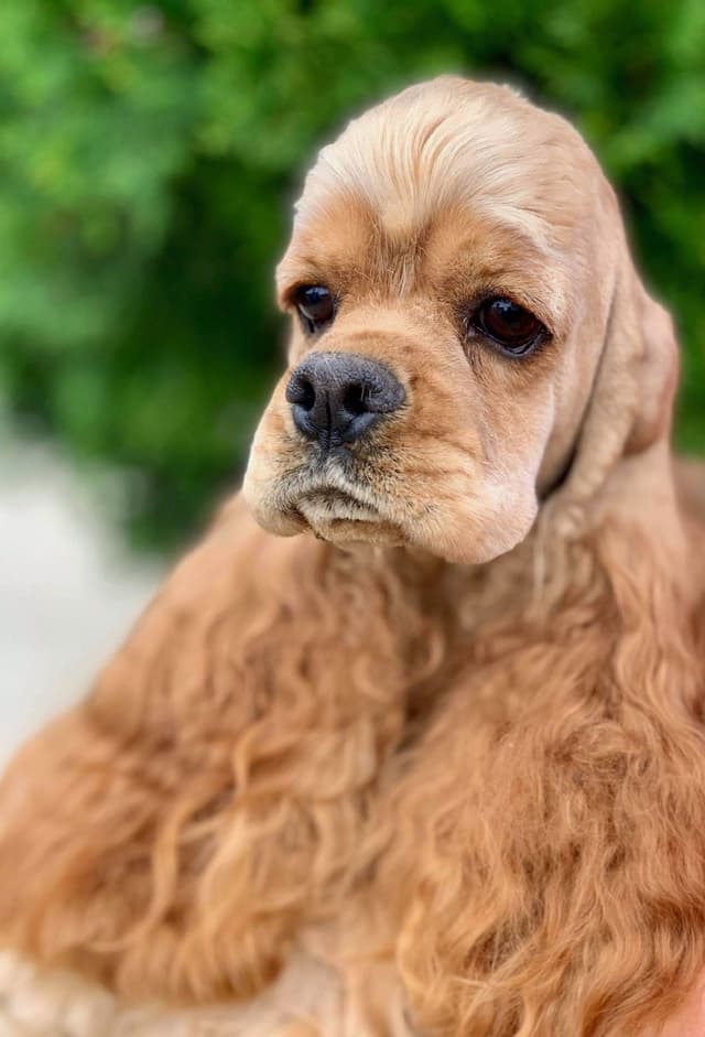 Cocker Spaniel Puppies media 5