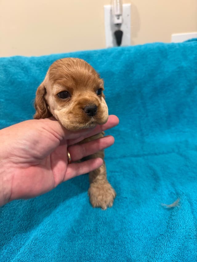Cocker Spaniel Puppies media 11